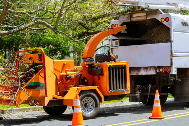 How Our Tree Care Process Works  in  Temescal Valley, CA